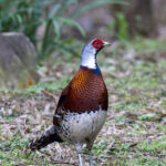 Elliot's Pheasant (image by Mark Beaman)