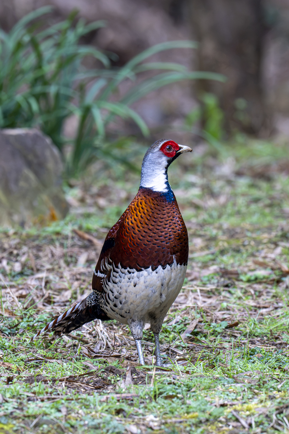 Elliot's Pheasant (image by Mark Beaman)