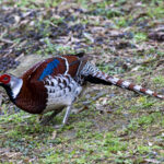 Elliot's Pheasant (image by Mark Beaman)