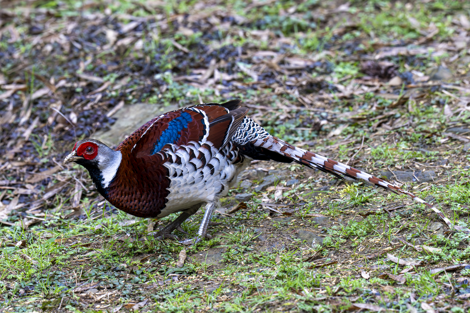 Elliot's Pheasant (image by Mark Beaman)