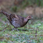 Elliot's Pheasant female (image by Mark Beaman)