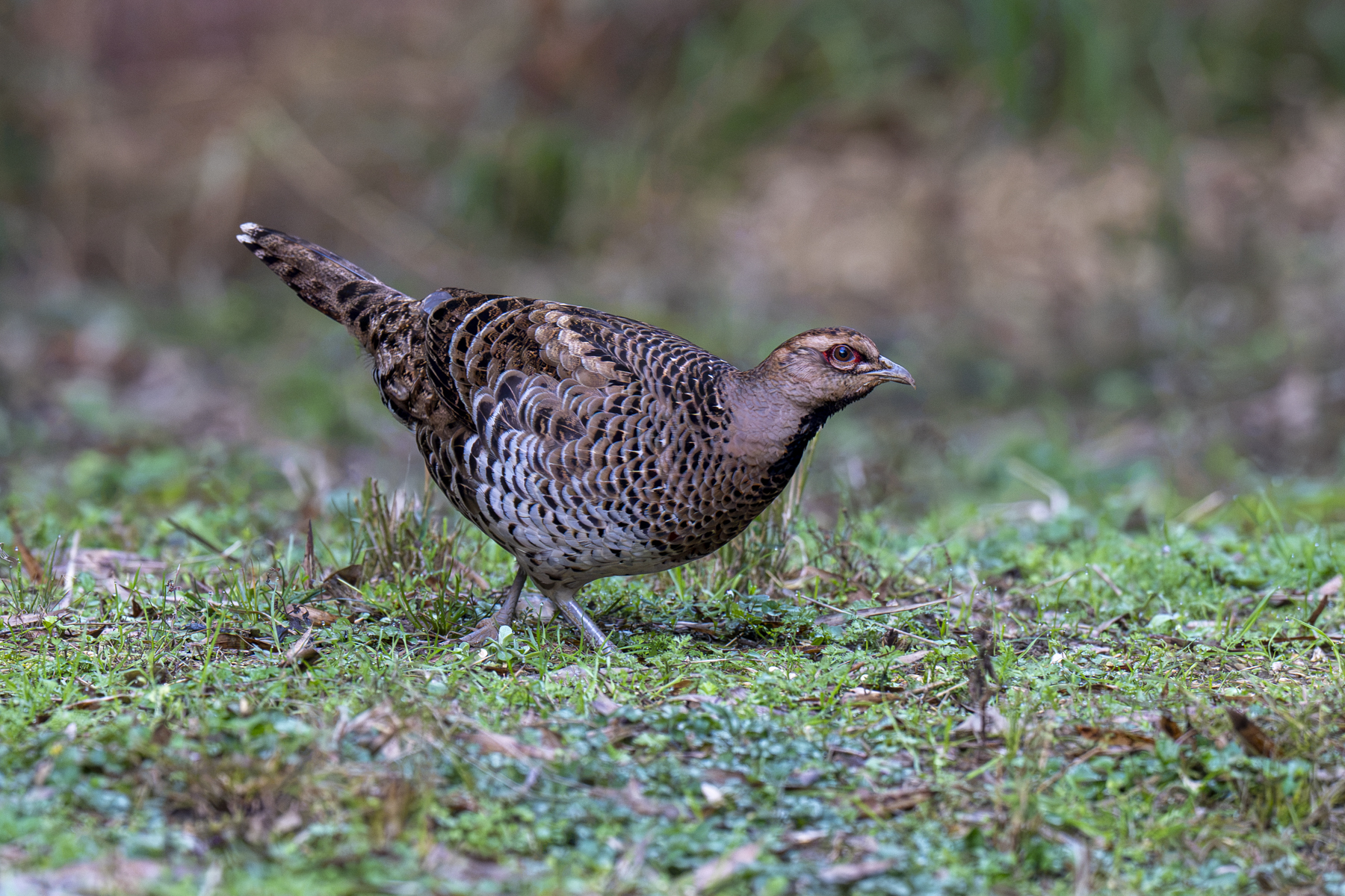 Elliot's Pheasant female (image by Mark Beaman)
