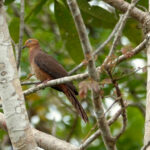 Eucalypt Cuckoo-Dove (image by Craig Robson)