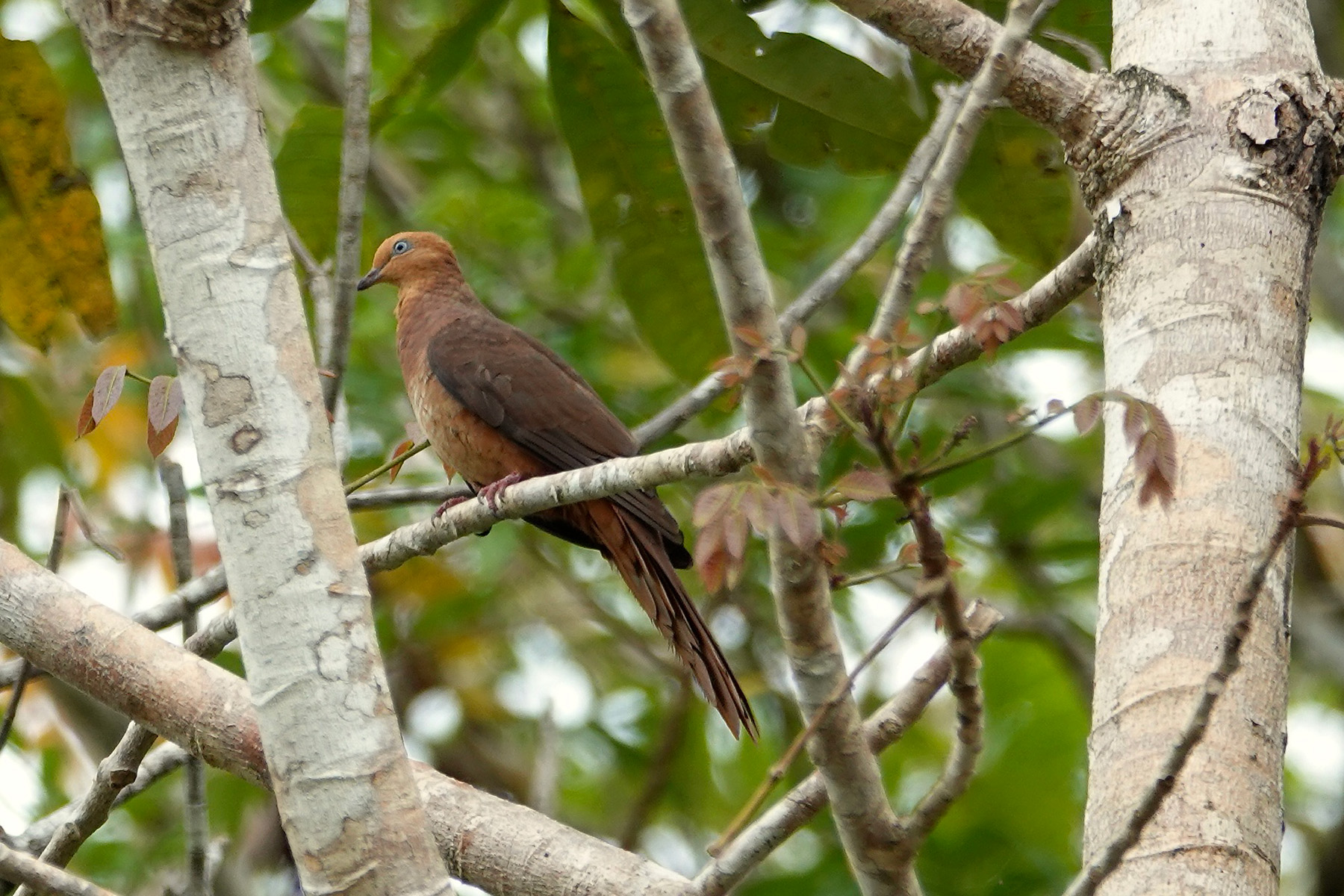 Eucalypt Cuckoo-Dove (image by Craig Robson)