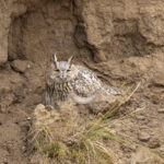 The huge Eurasian Eagle-Owl (image by Mark Beaman)