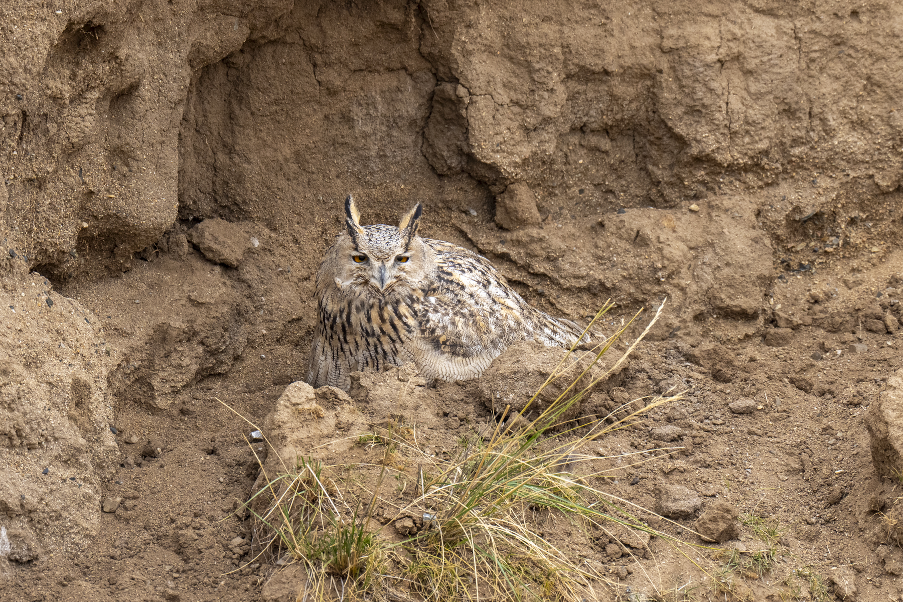 The huge Eurasian Eagle-Owl (image by Mark Beaman)