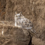 The huge Eurasian Eagle-Owl (image by Mark Beaman)