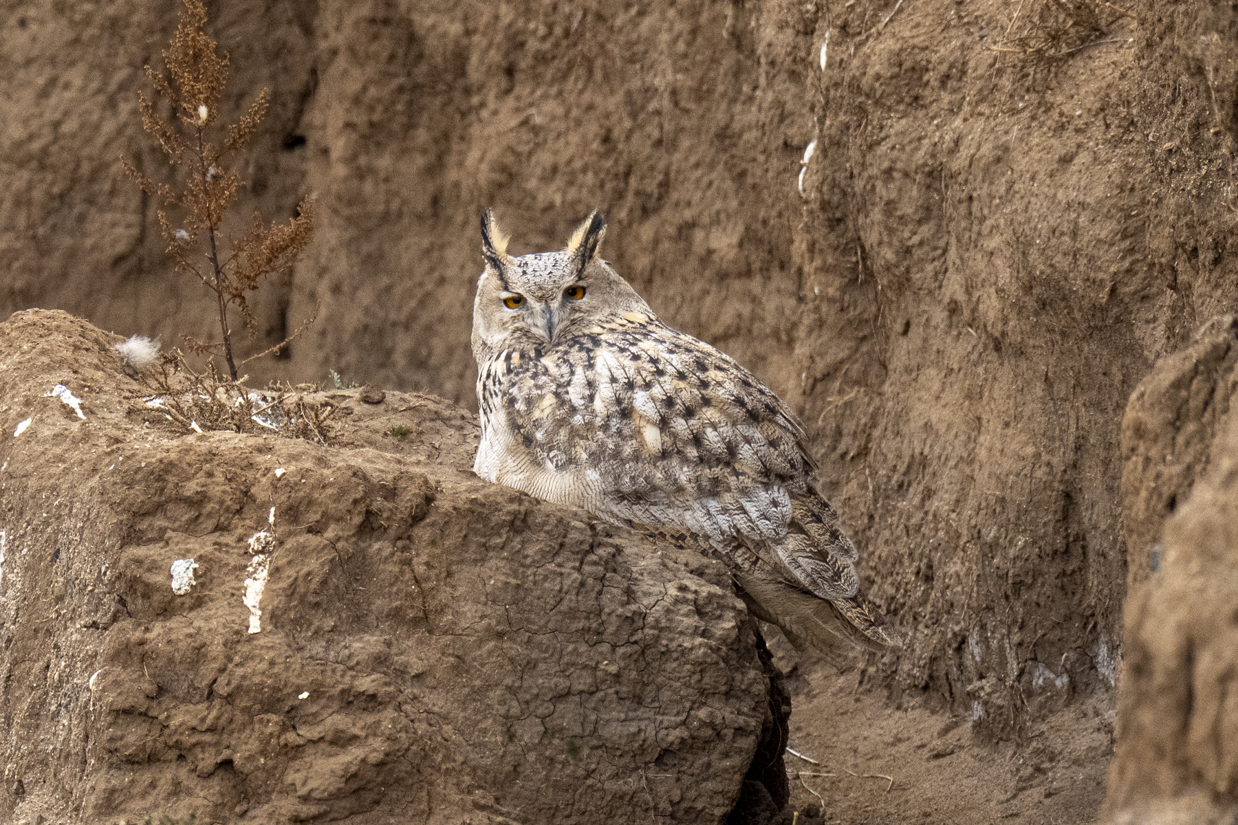 The huge Eurasian Eagle-Owl (image by Mark Beaman)