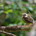 fledgling Eyebrowed Heleia (image by Craig Robson)
