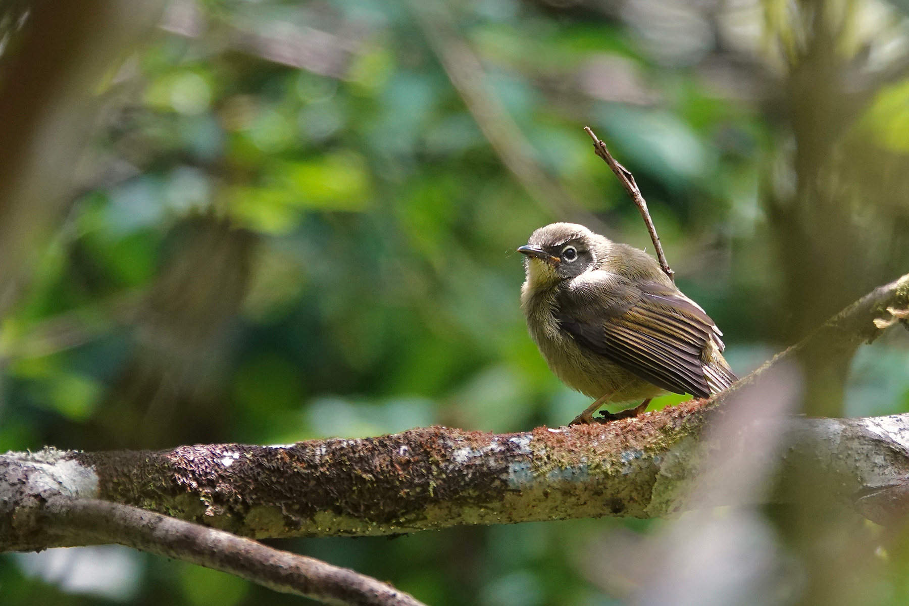 fledgling Eyebrowed Heleia (image by Craig Robson)