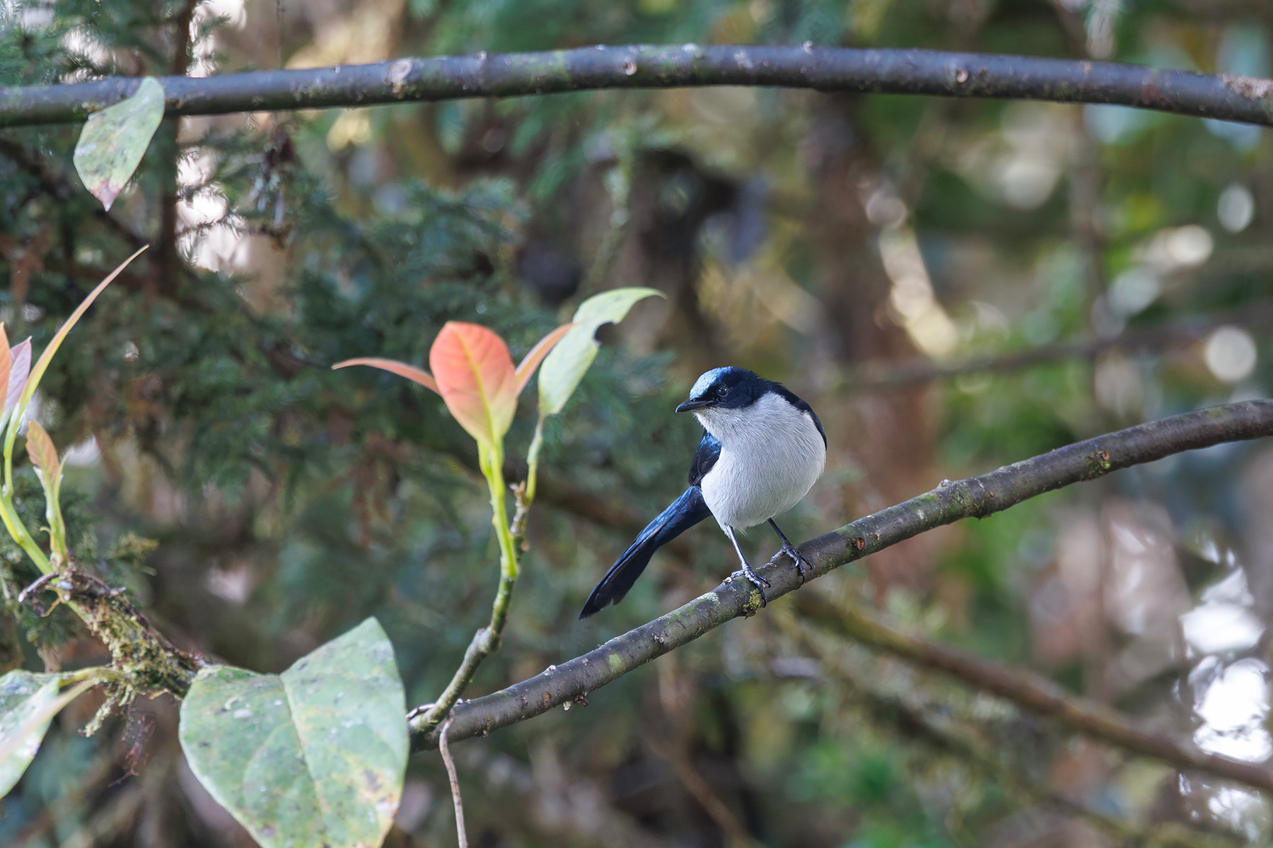 Fan-tailed Berrypecker (image by Dáni Balla)