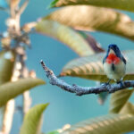 Flores Flowerpecker (image by Craig Robson)