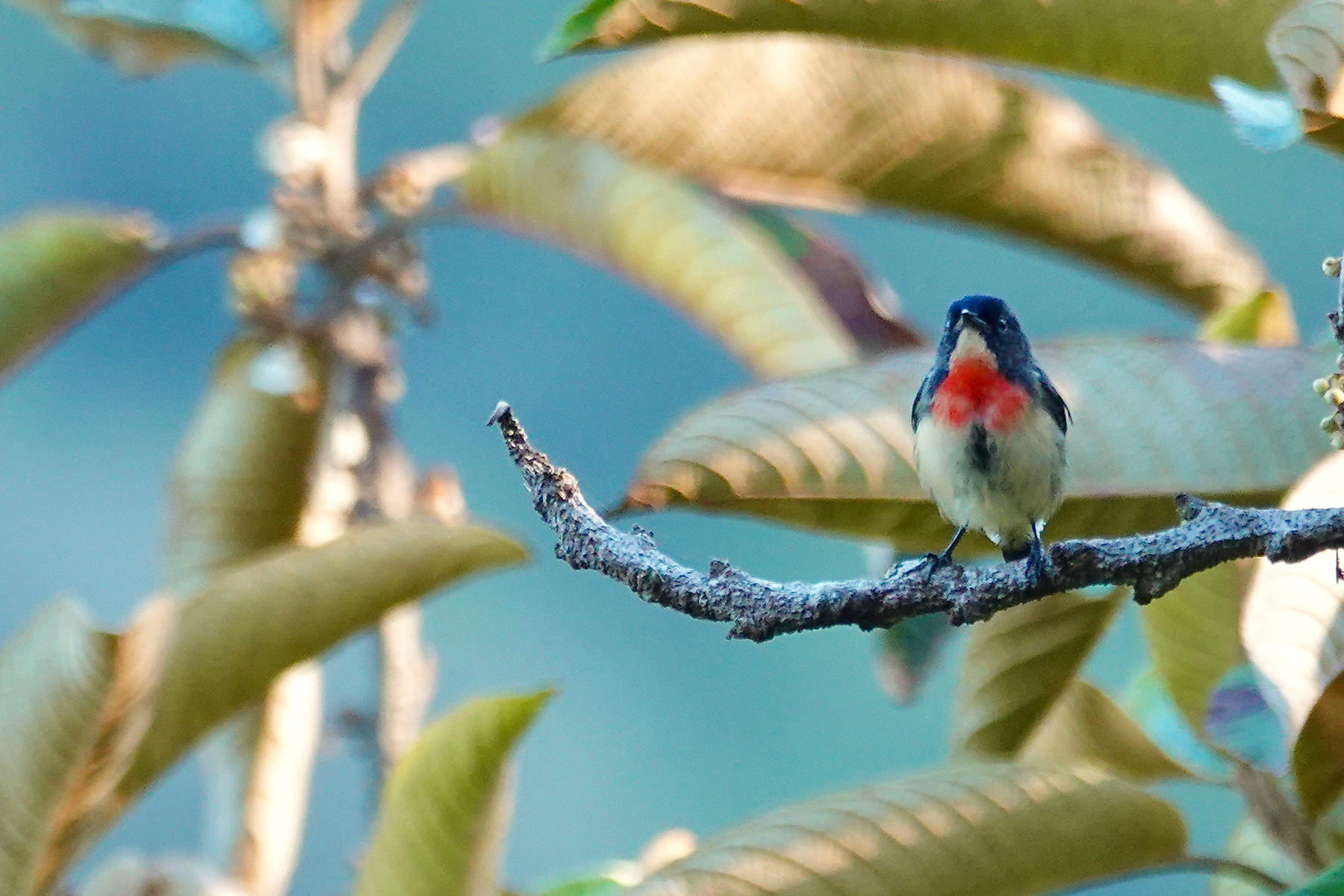 Flores Flowerpecker (image by Craig Robson)