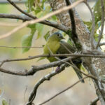 Flores Green Pigeon (image by Craig Robson)