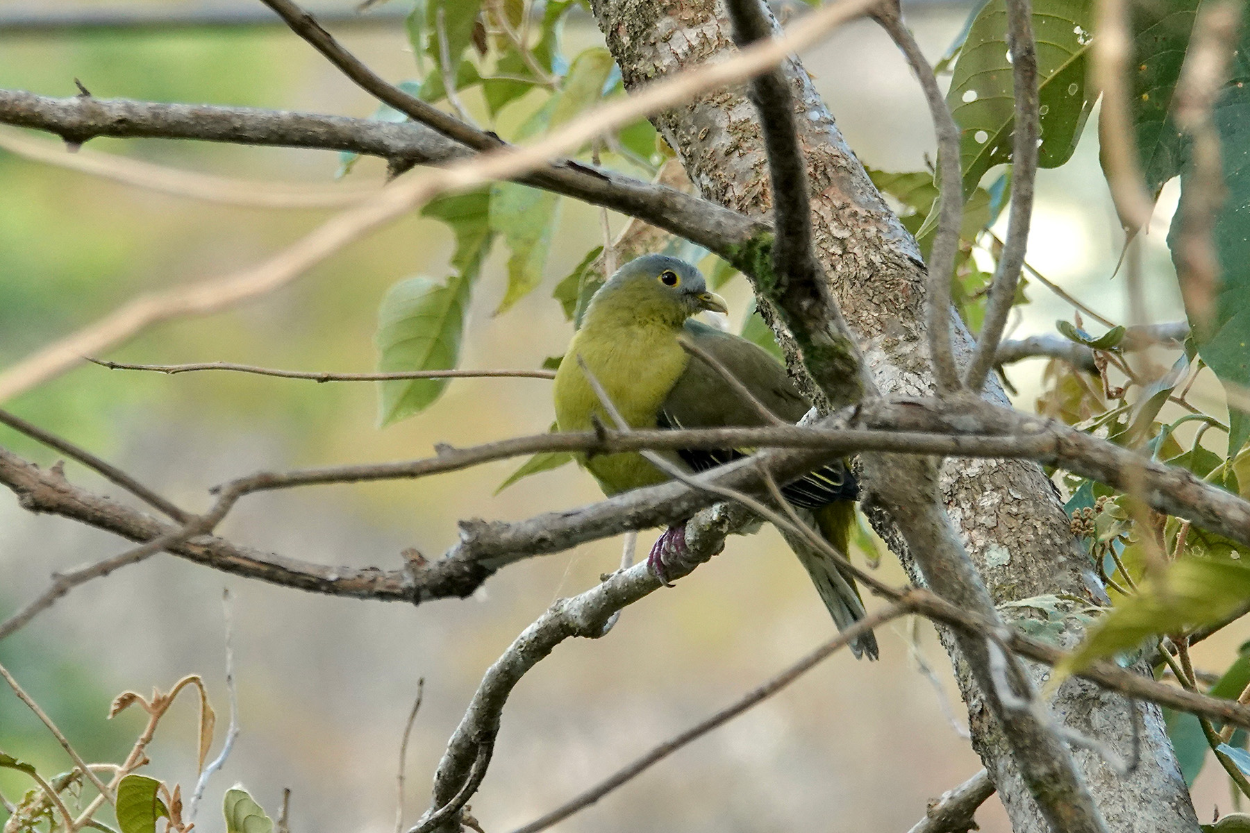 Flores Green Pigeon (image by Craig Robson)