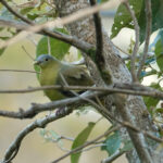 Flores Green Pigeon (image by Craig Robson)