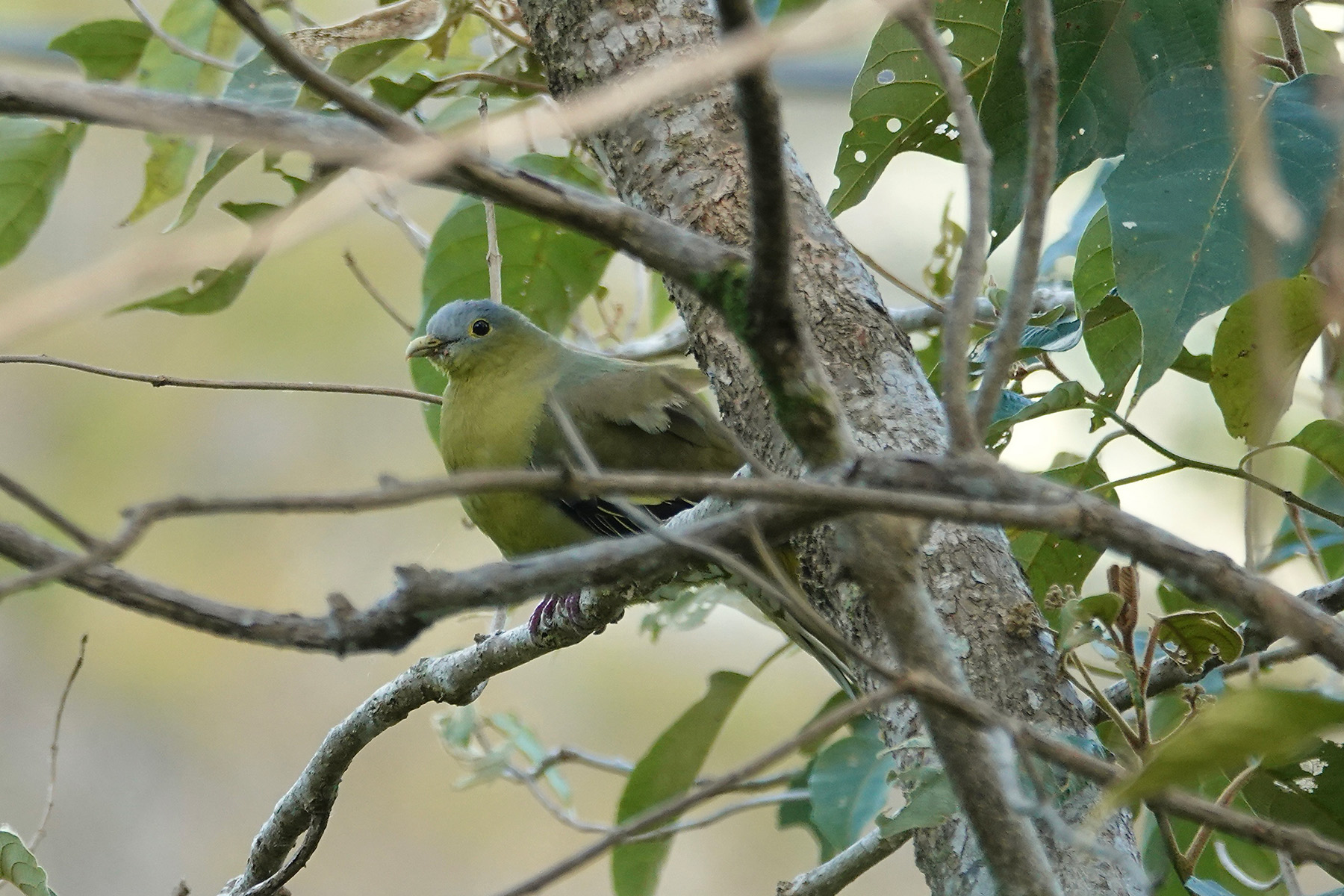Flores Green Pigeon (image by Craig Robson)