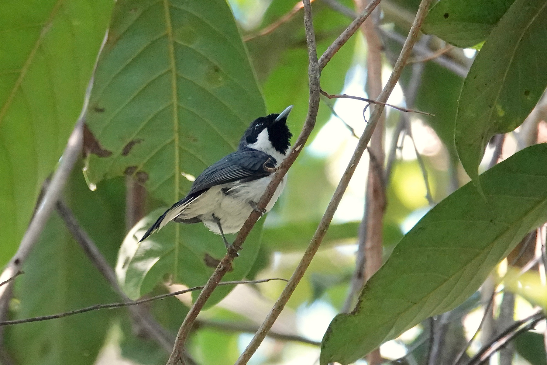 Flores Monarch (image by Craig Robson)