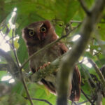 Flores Scops Owl (image by Craig Robson)