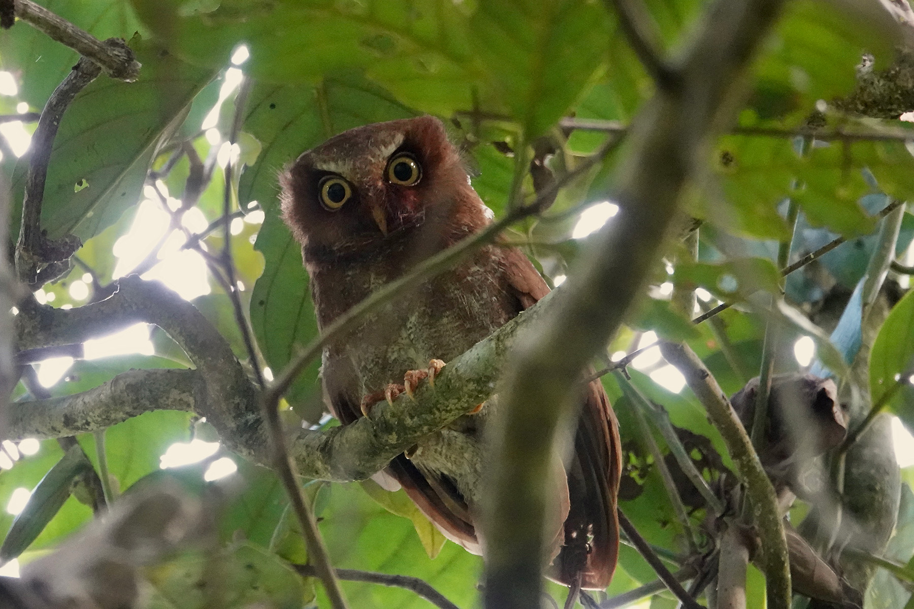 Flores Scops Owl (image by Craig Robson)