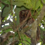 Flores Scops Owl (image by Craig Robson)