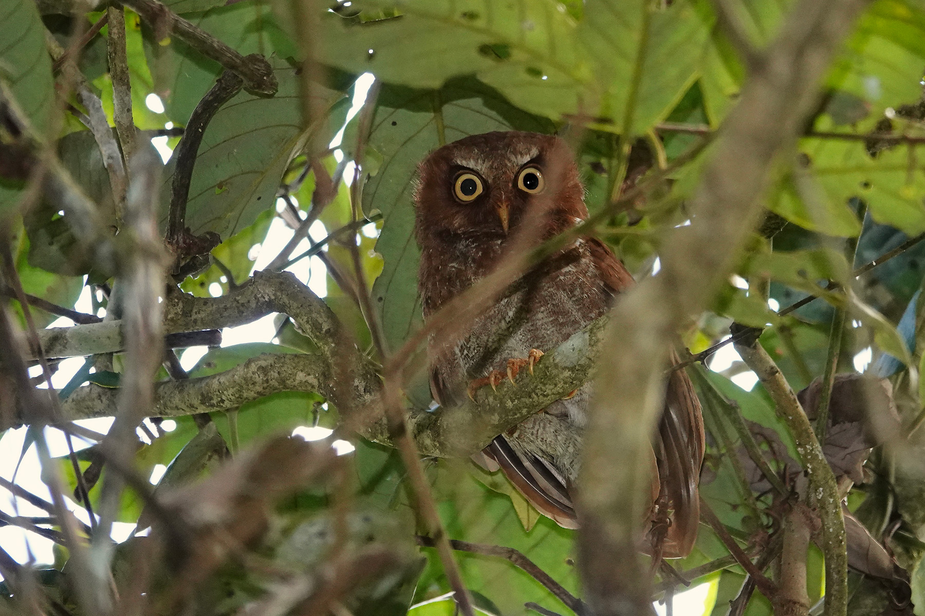 Flores Scops Owl (image by Craig Robson)