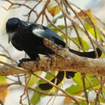 Flores Spangled Drongo (image by Craig Robson)