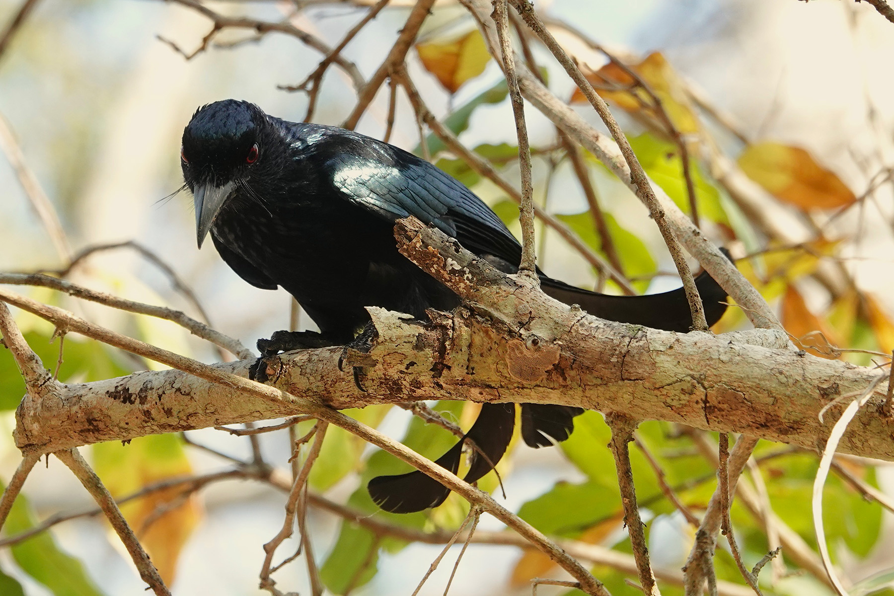 Flores Spangled Drongo (image by Craig Robson)