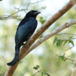 Flores Spangled Drongo (image by Craig Robson)
