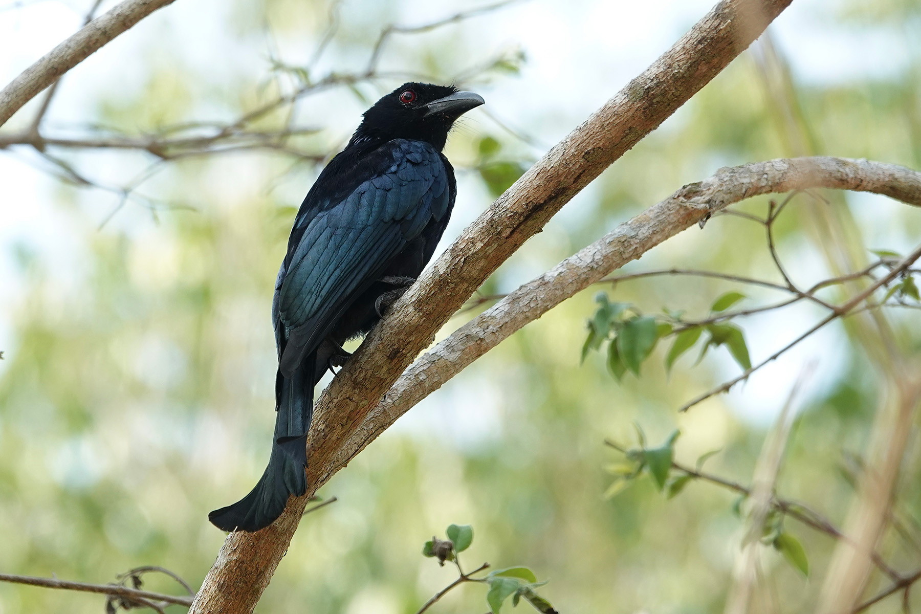 Flores Spangled Drongo (image by Craig Robson)