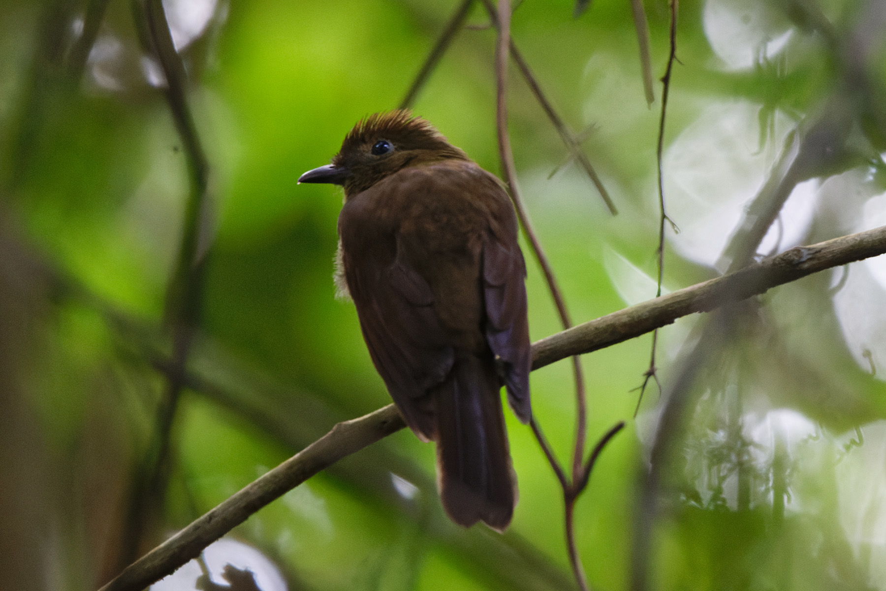 Foothill Schiffornis (image by Leo Garrigues)