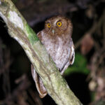 Foothill Screech Owl (image by Leo Garrigues)