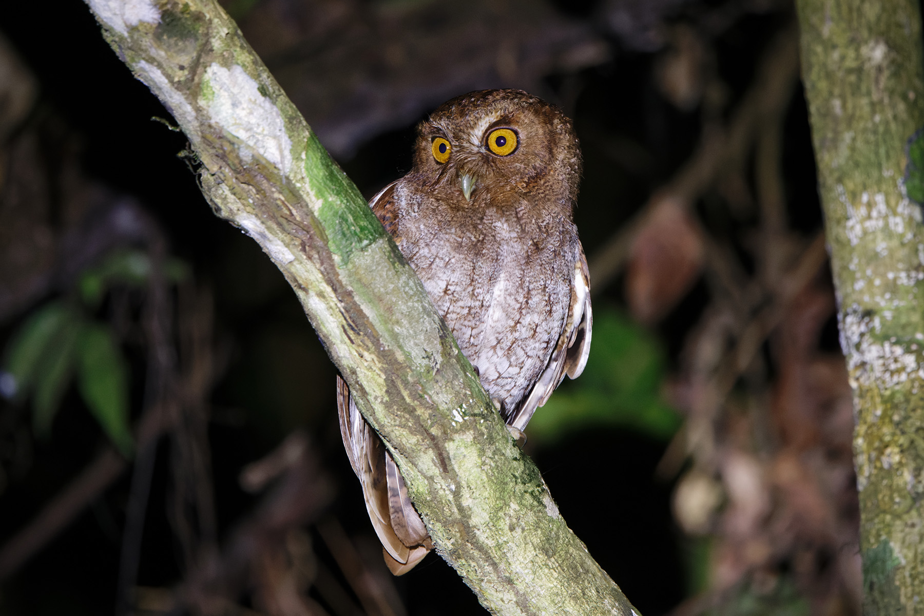 Foothill Screech Owl (image by Leo Garrigues)