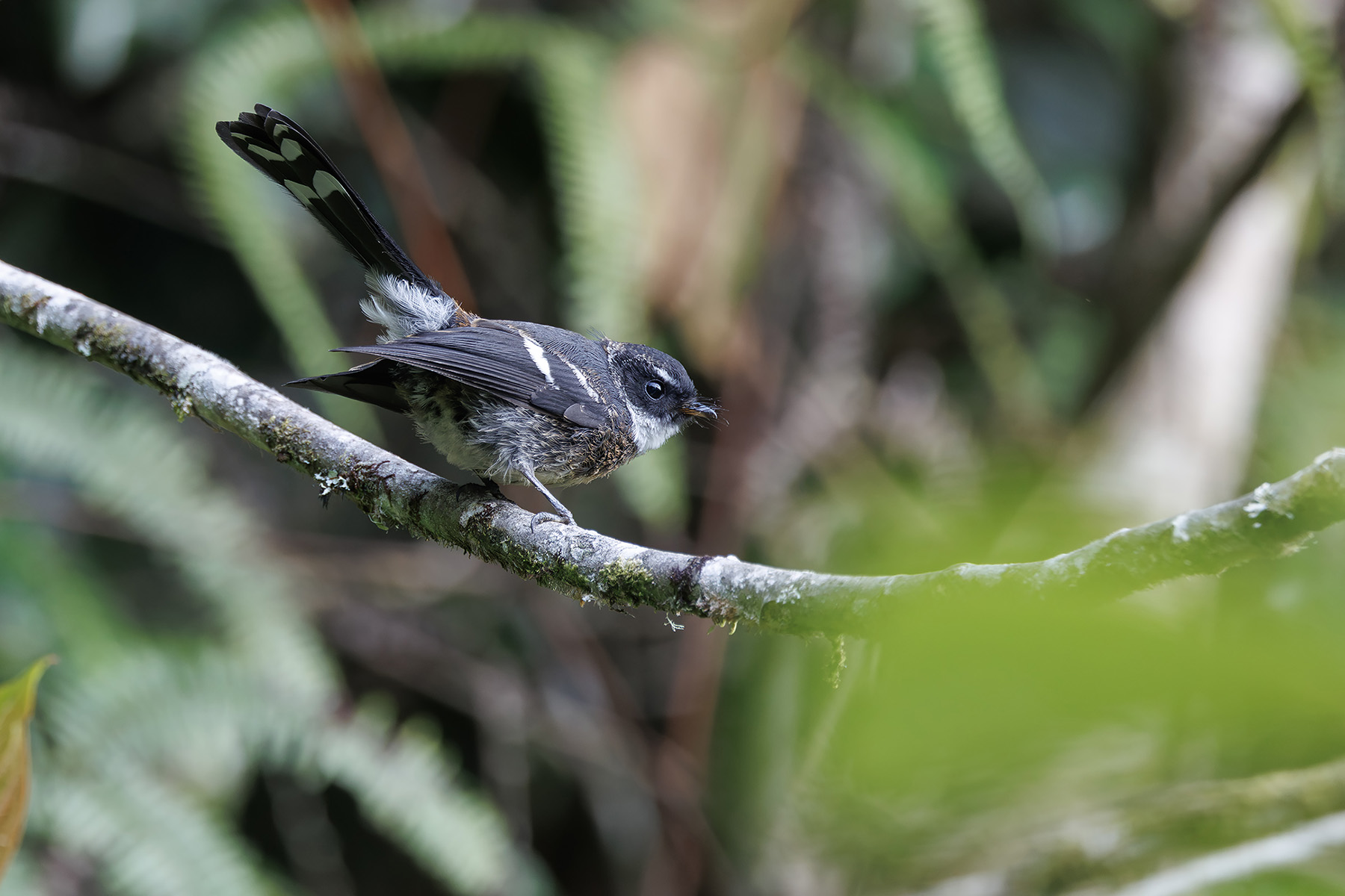 Friendly Fantail (image by Dáni Balla)