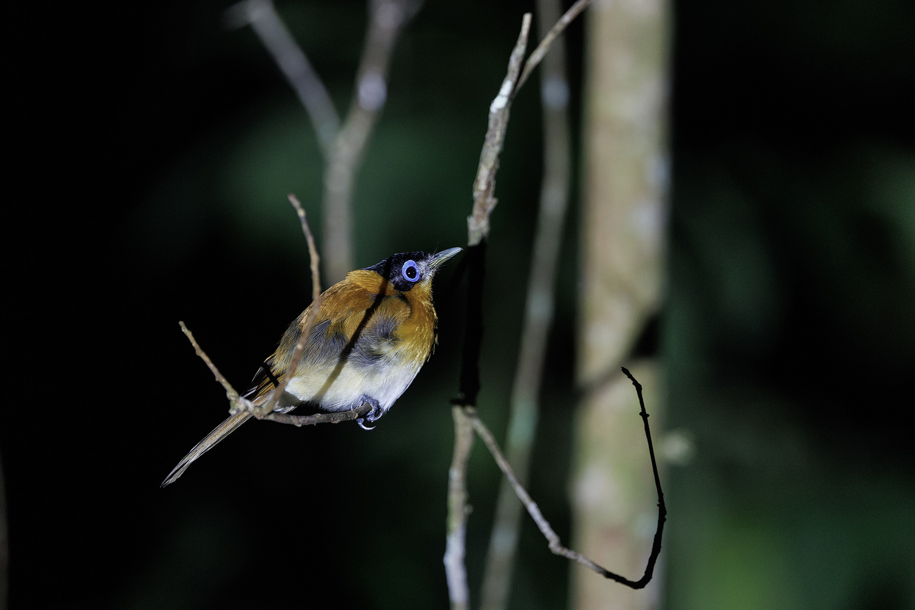 Frilled Monarch (image by Dáni Balla)