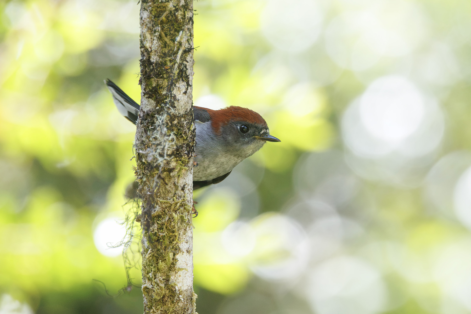 Garnet Robin (image by Dáni Balla)