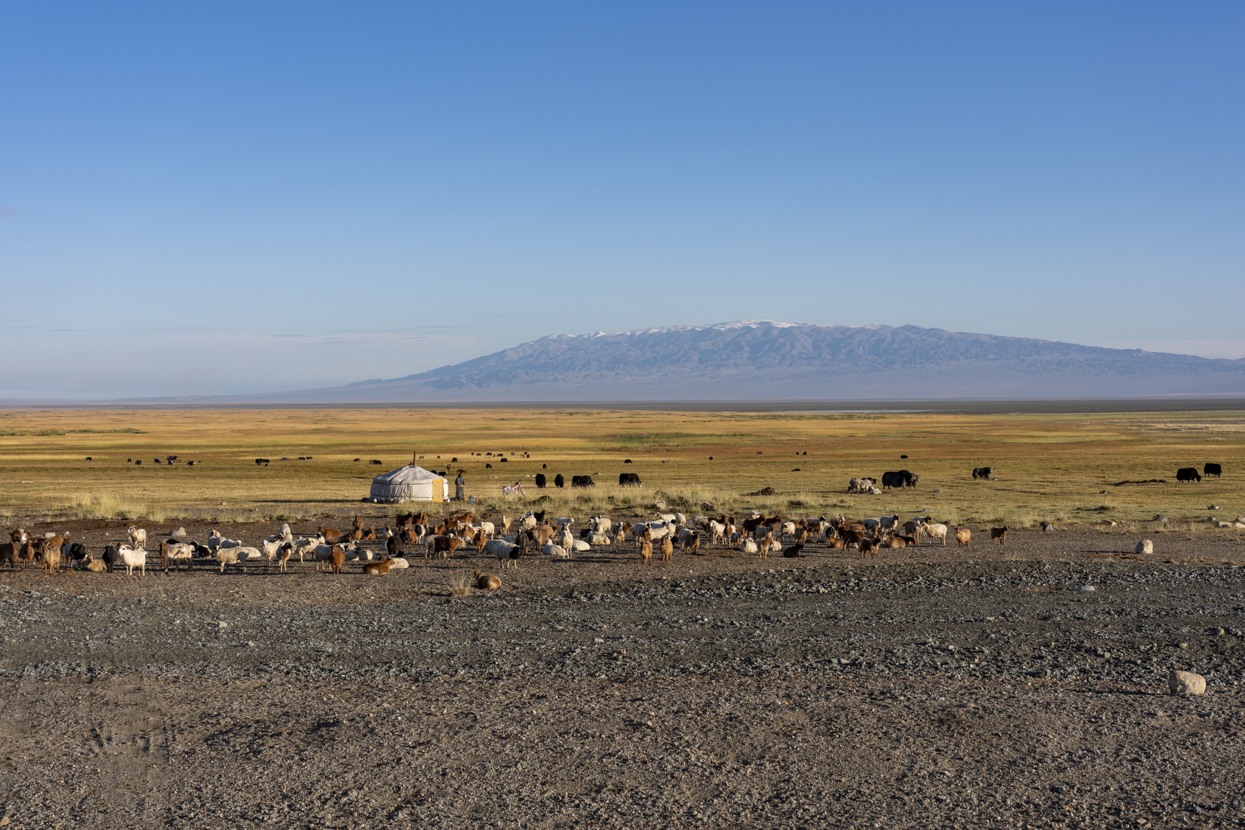 The nomadic life lives on in Mongolia (image by Mark Beaman)