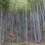 Giant bamboos are everywhere in south China (image by Mark Beaman)