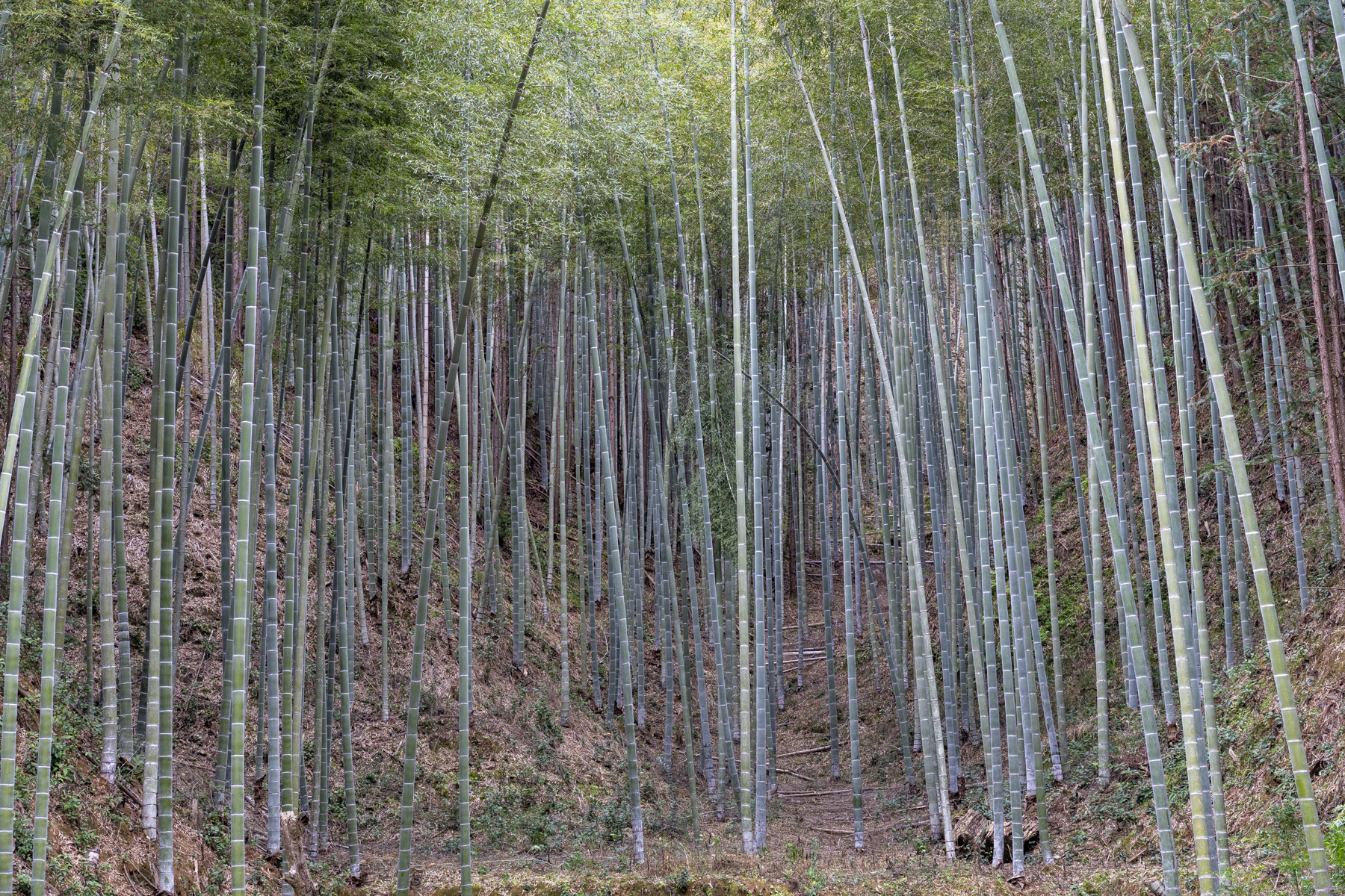 Giant bamboos are everywhere in south China (image by Mark Beaman)