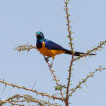 Golden-breasted Starling (image by Mark Van Beirs)