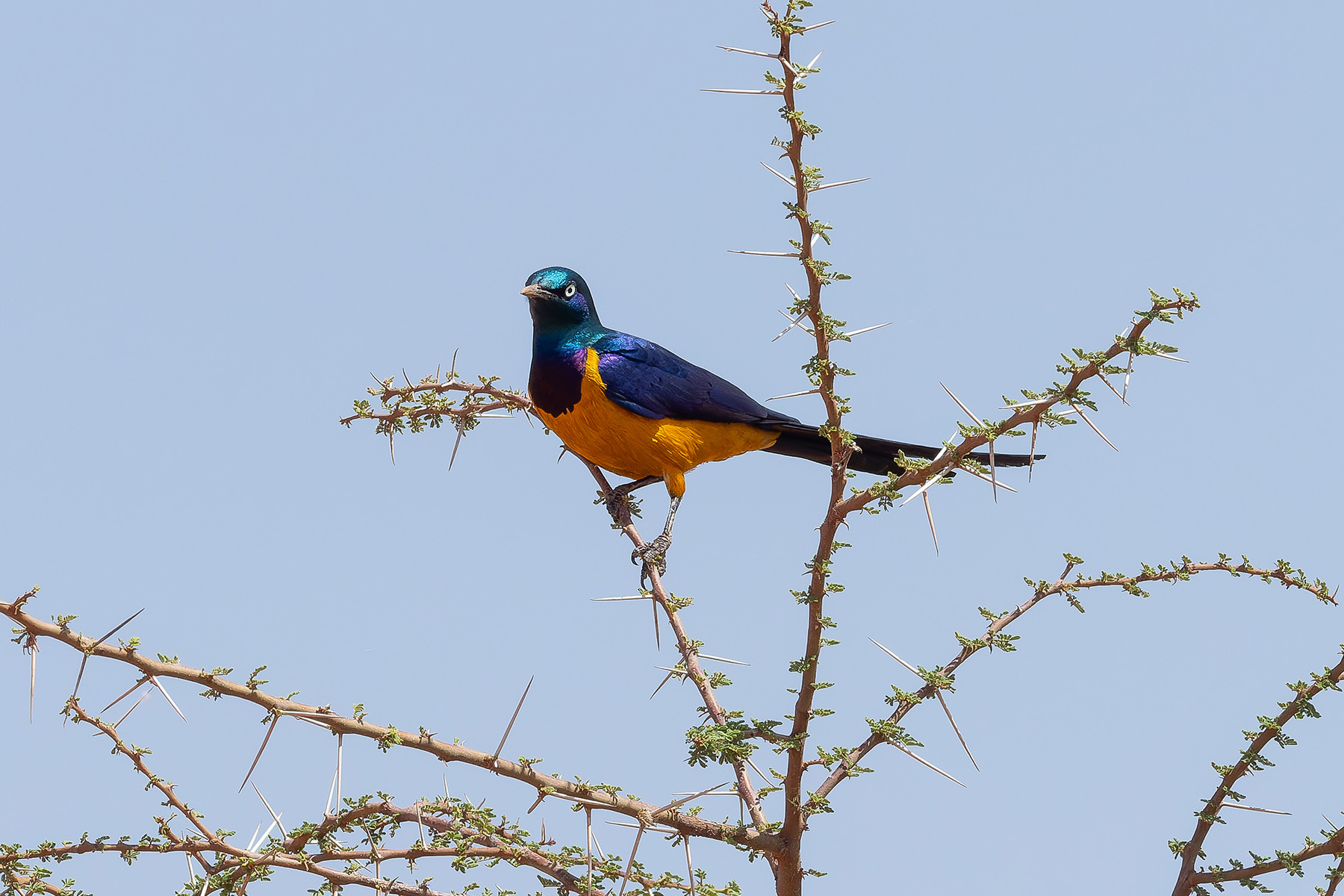 Golden-breasted Starling (image by Mark Van Beirs)