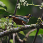 Golden-eared Tanager (image by Leo Garrigues)