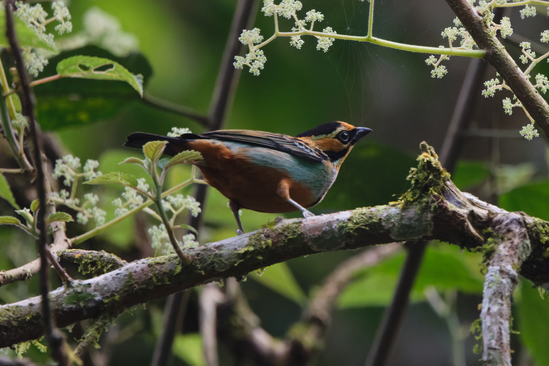 Golden-eared Tanager (image by Leo Garrigues)
