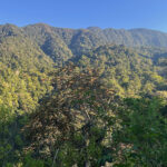 Golo Lusang (image by Craig Robson)