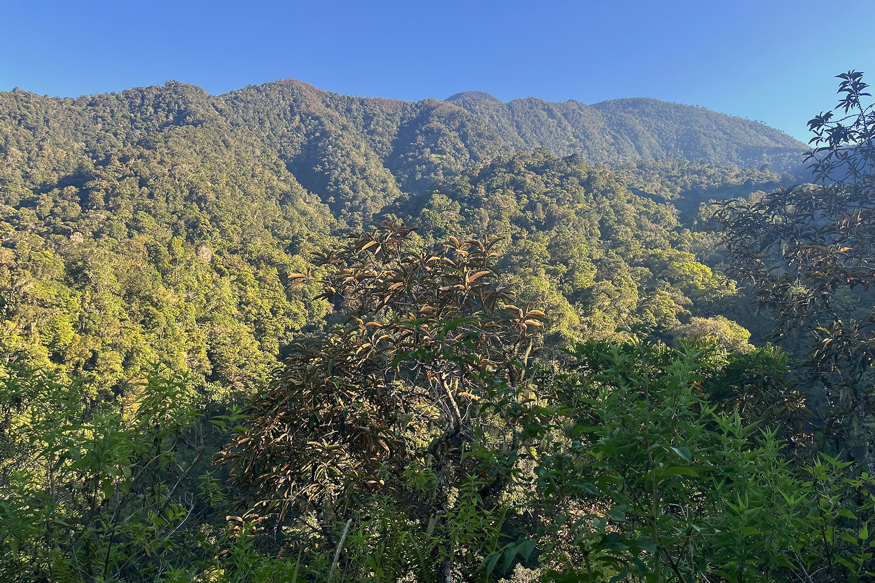 Golo Lusang (image by Craig Robson)