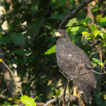 Great Black Hawk (image by Mark Van Beirs)