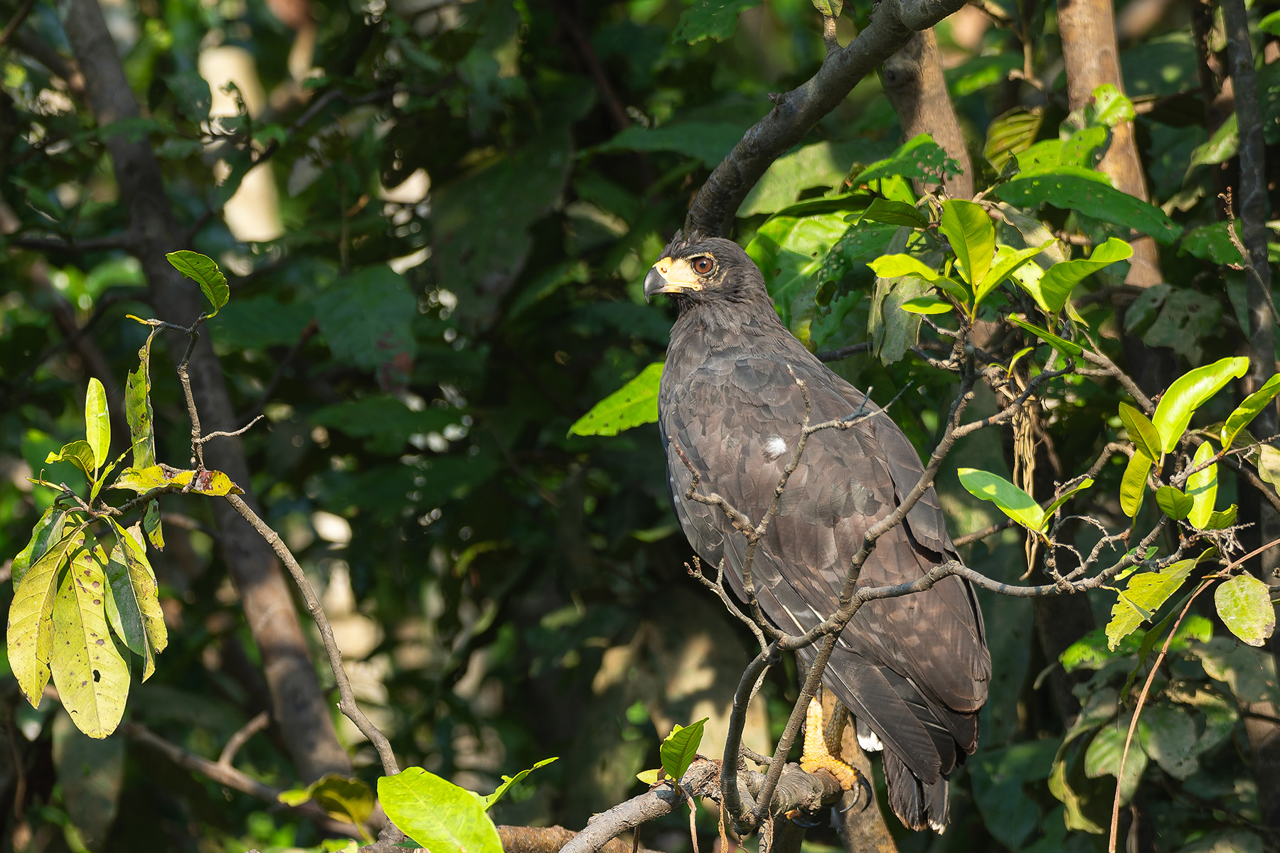 Great Black Hawk (image by Mark Van Beirs)