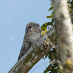 Great Potoo (image by Mark Van Beirs)