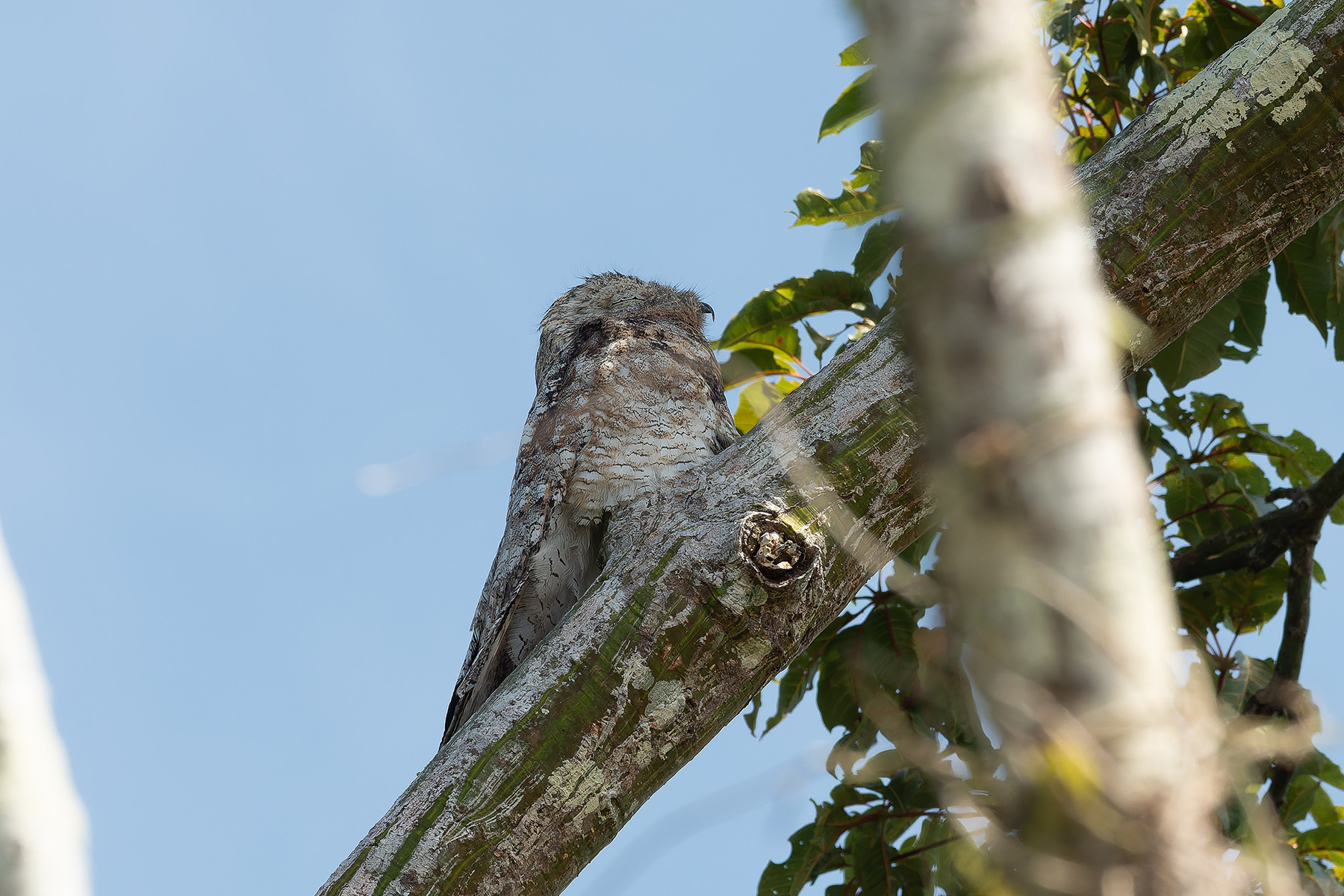 Great Potoo (image by Mark Van Beirs)