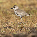 Greater Sand Plover (image by Mark Beaman)